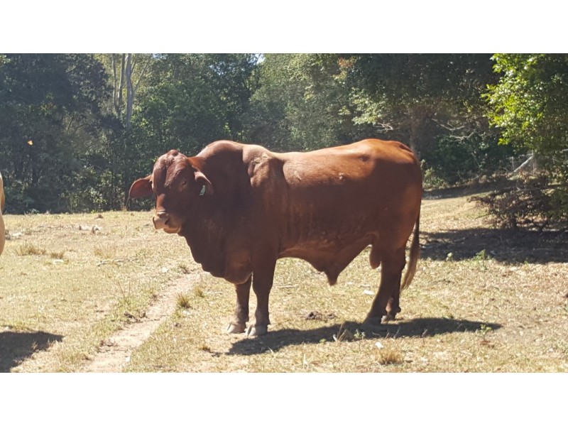 Cooran QLD 4569