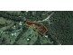 Cooran QLD 4569