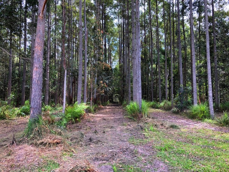 785 Ringtail Creek Road, Pomona QLD 4568