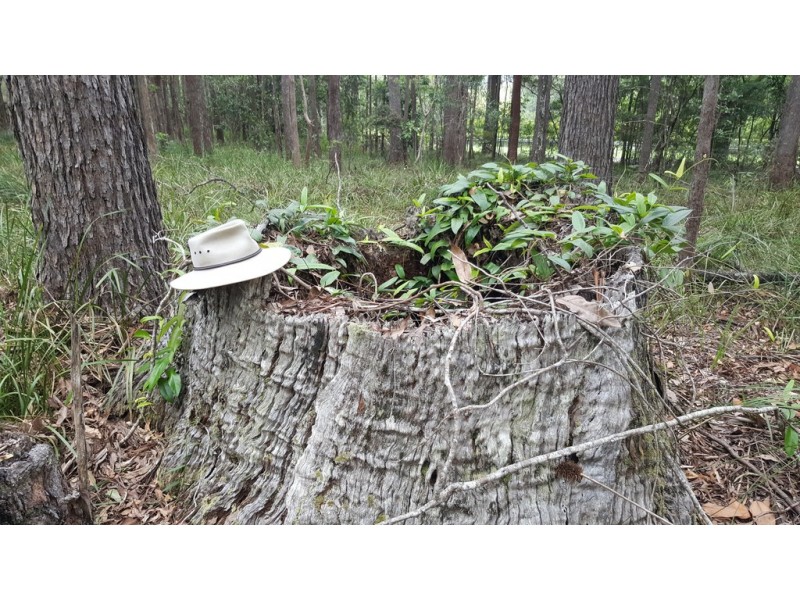 327 Kinmond Creek Road, Cootharaba QLD 4565