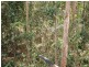 Cooran QLD 4569