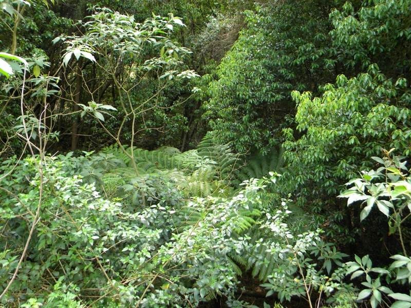 253 Uhlmanns Road, Pomona QLD 4568