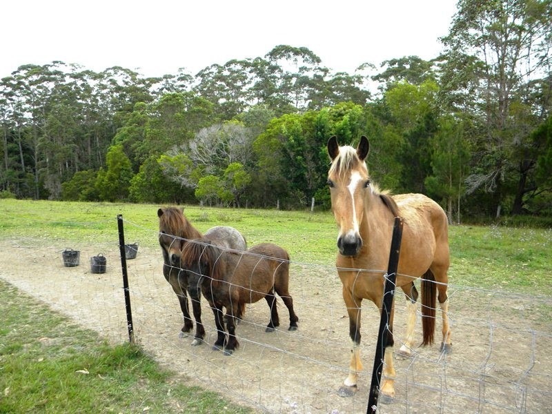 630 Louis Bazzo Drive, Pomona QLD 4568