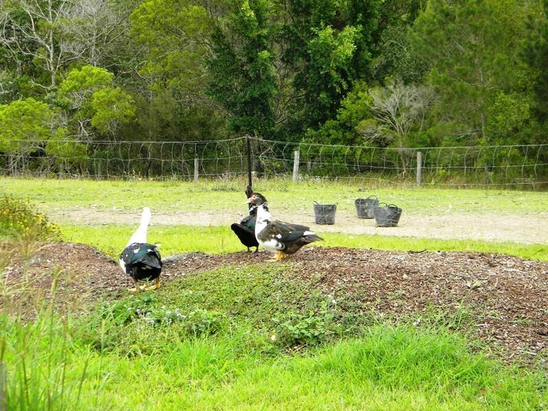 630 Louis Bazzo Drive, Pomona QLD 4568