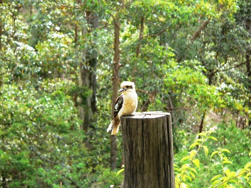 182 Old Ceylon Road, Cooroy QLD 4563