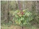 132 Black Pinch Road, Pomona QLD 4568