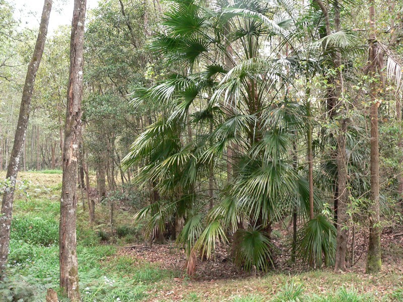 132 Black Pinch Road, Pomona QLD 4568
