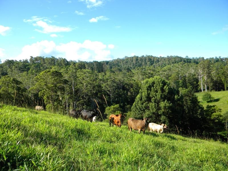 99 Jorgensons Rd, Cooroy QLD 4563