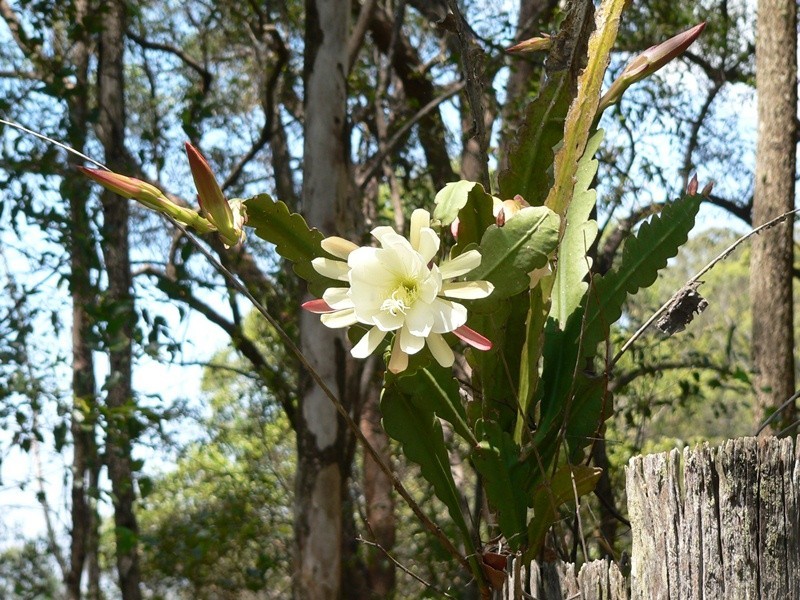 Kin Kin QLD 4571