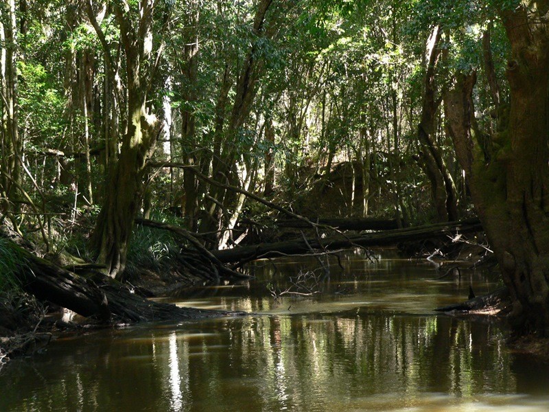 299 Louis Bazzo Drive, Pomona QLD 4568