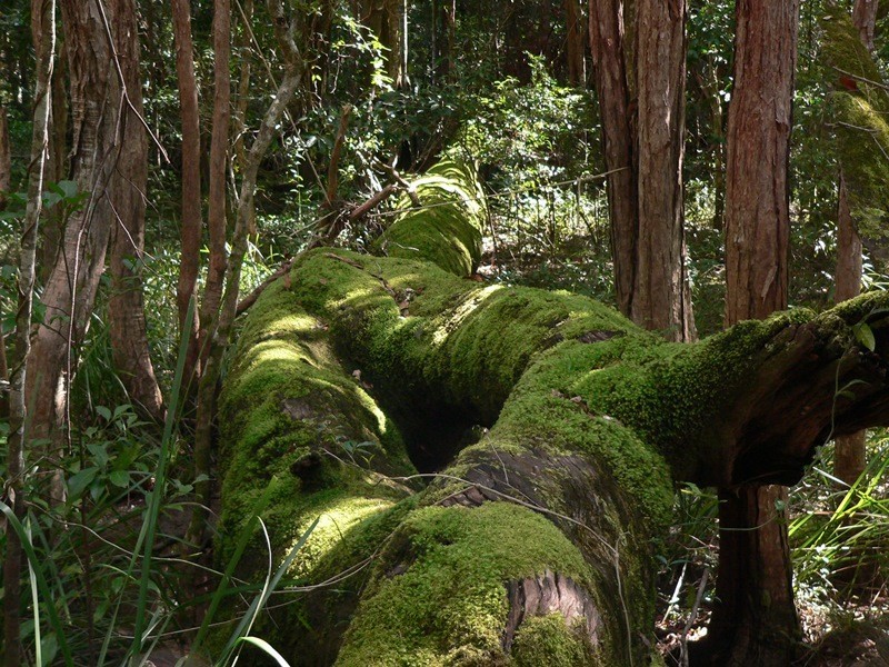 299 Louis Bazzo Drive, Pomona QLD 4568