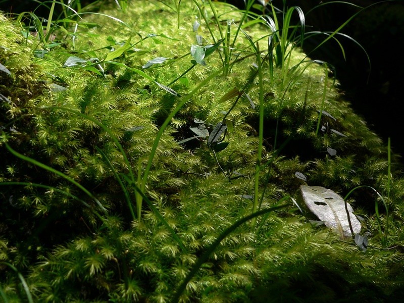 299 Louis Bazzo Drive, Pomona QLD 4568