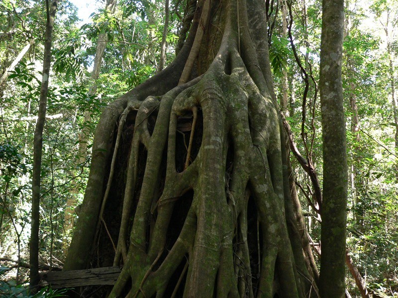 299 Louis Bazzo Drive, Pomona QLD 4568