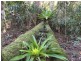 79 Kildeys Road, Cootharaba QLD 4565