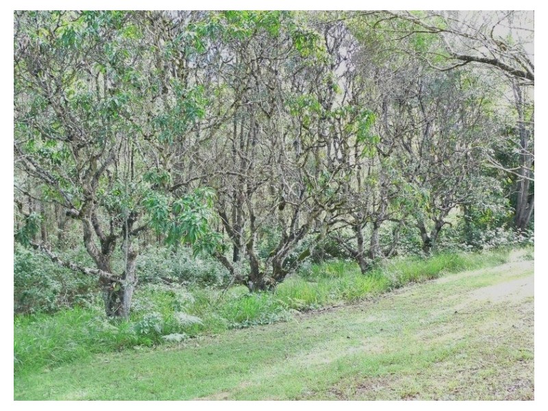 68 Coles Creek Road, Cooran QLD 4569