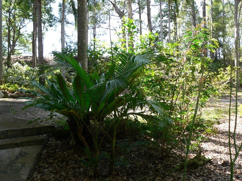 716 Louis Bazzo Drive, Cootharaba QLD 4565