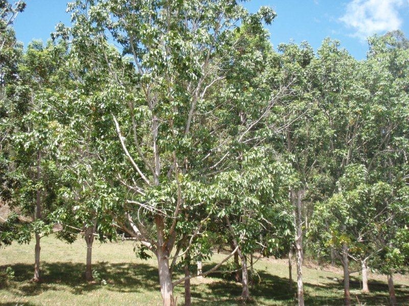 69 Murrays Road, Kin Kin QLD 4571