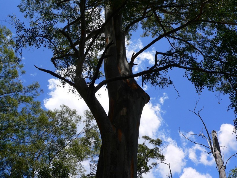 120 Ormes Road, Wilsons Pocket QLD 4570