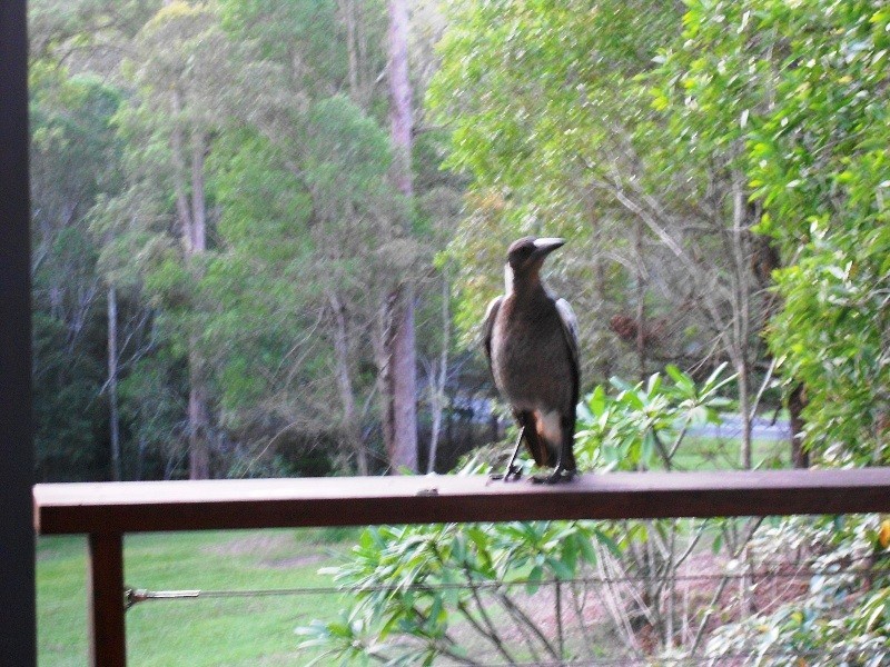 Pomona QLD 4568
