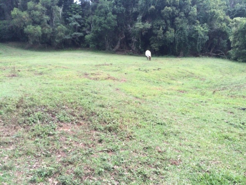 447 Middle Creek Road, Federal QLD 4568