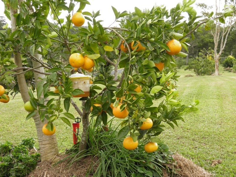 32 Buckley Road, Kin Kin QLD 4571