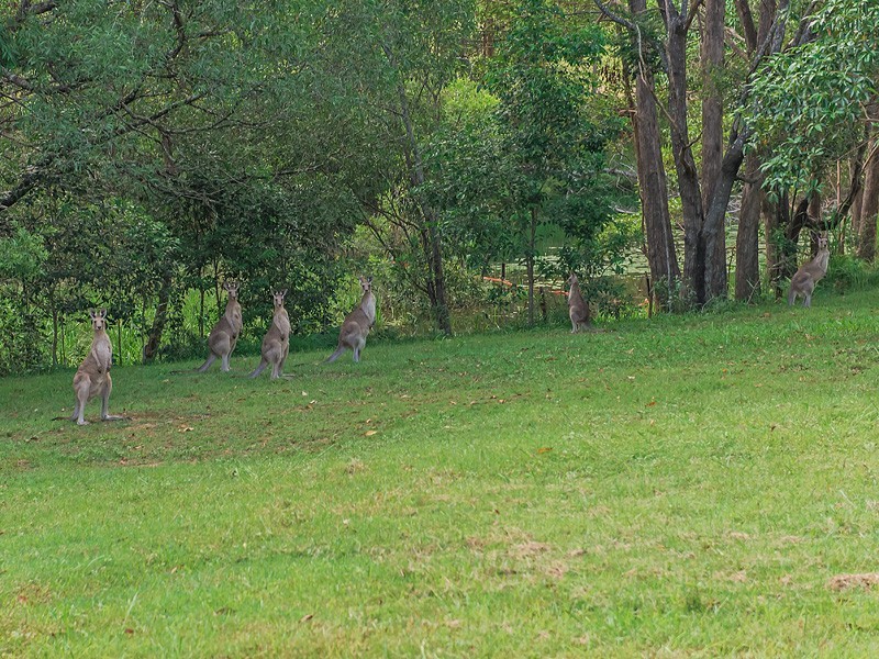 20 Hawk Road, Pomona QLD 4568