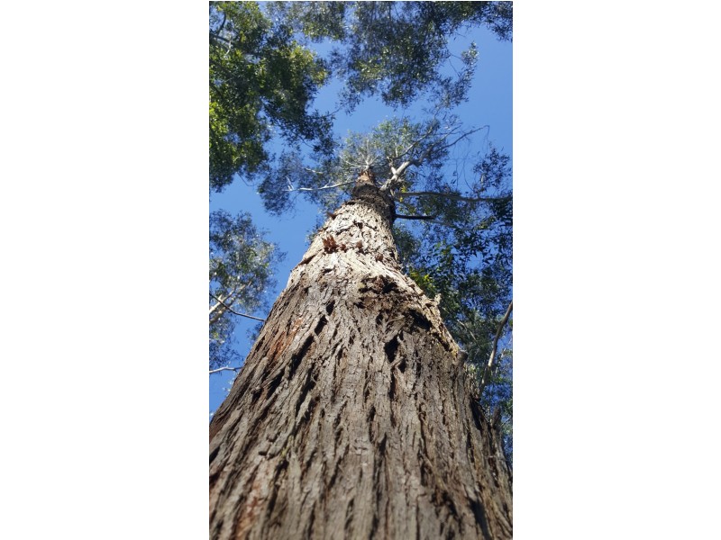 361 Schreibers Road, Cooran QLD 4569