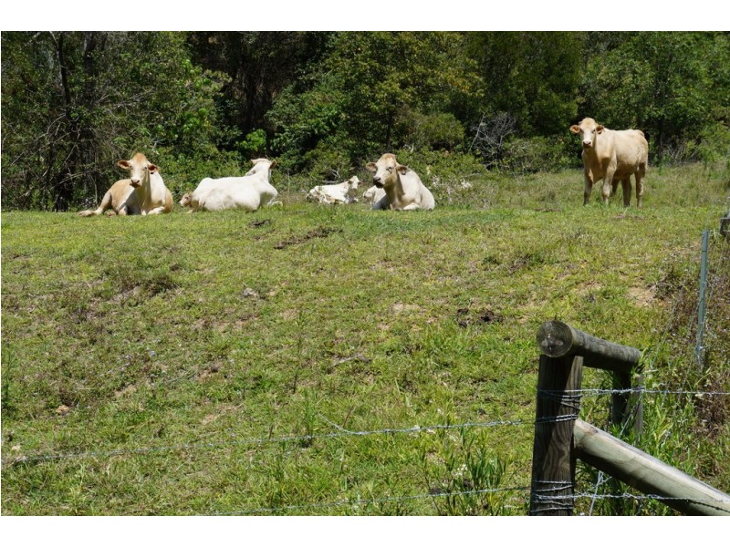 Black Mountain QLD 4563