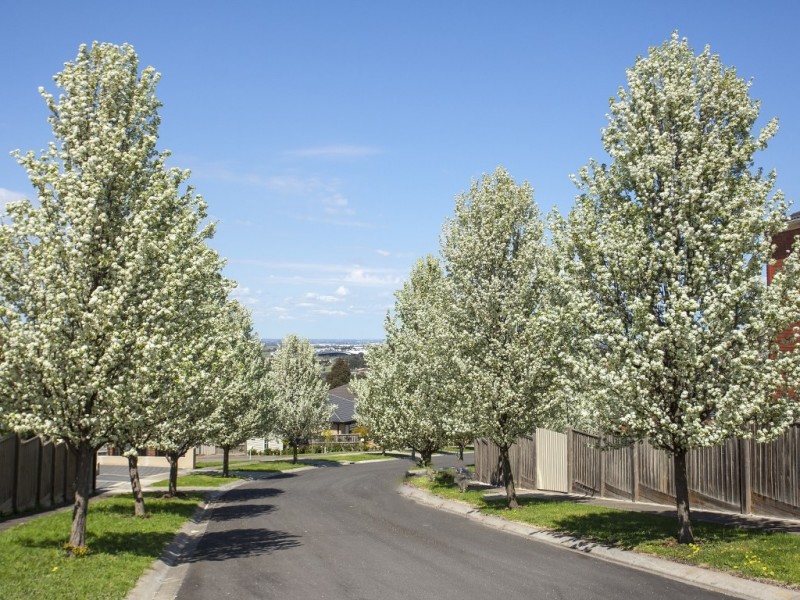 46 Excelsior Heights, Craigieburn VIC 3064