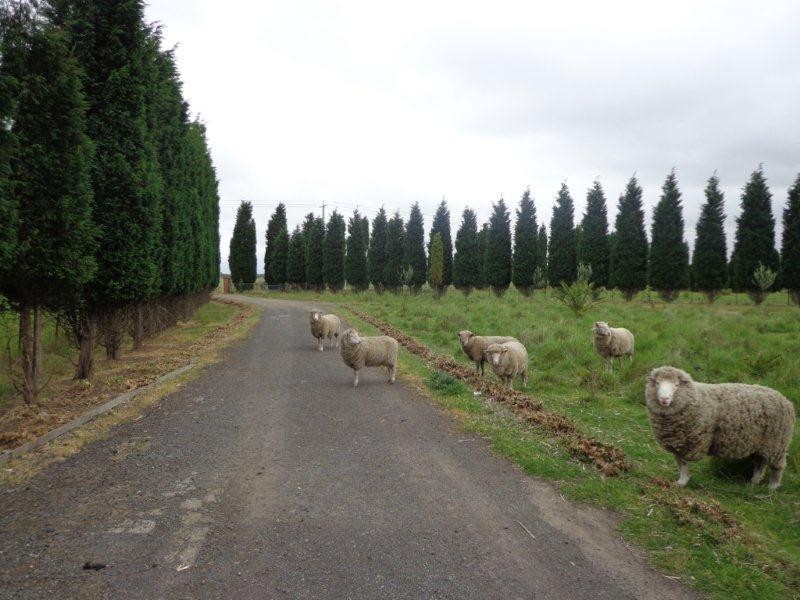 655 Summerhill Road, Craigieburn VIC 3064