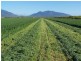 530 Shirbourne Road, Giru QLD 4809
