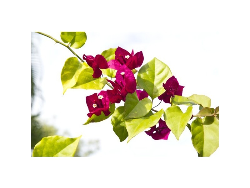 55 Horseshoe Bay Road, Horseshoe Bay QLD 4819