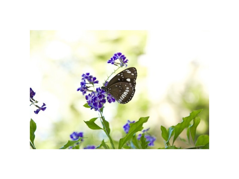 6/2 Endeavour Road, Arcadia QLD 4819