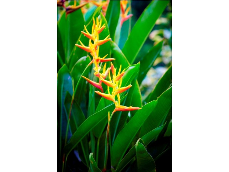 Magnetic Island QLD 4819