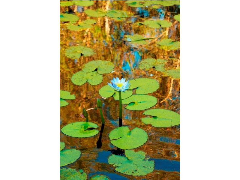 Magnetic Island QLD 4819