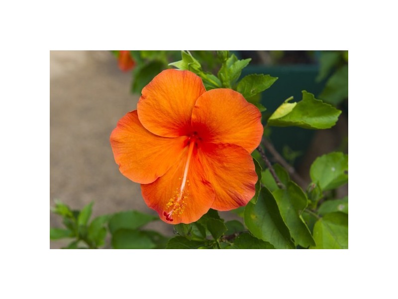 137-139 Horseshoe Bay Road, Horseshoe Bay, Magnetic Island QLD 4819