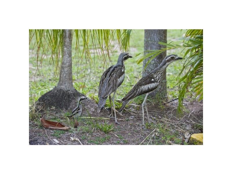 137-139 Horseshoe Bay Road, Horseshoe Bay, Magnetic Island QLD 4819