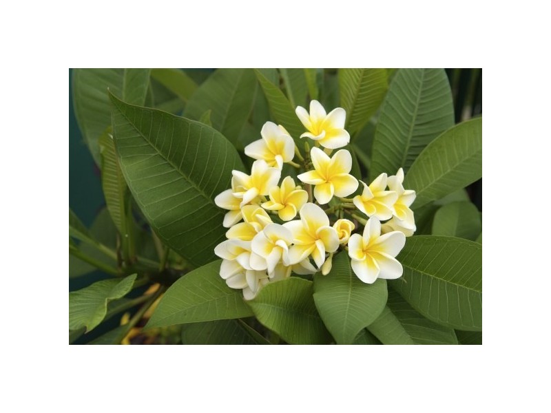 137-139 Horseshoe Bay Road, Horseshoe Bay, Magnetic Island QLD 4819