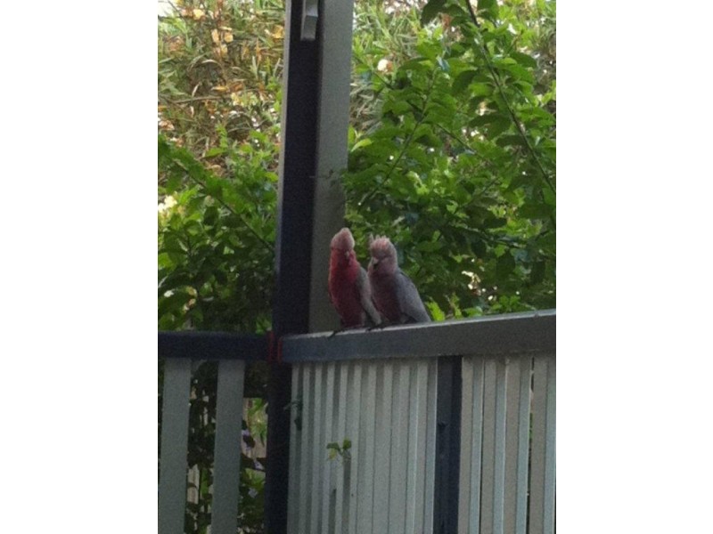 22 Birt Street PICNIC BAY, Magnetic Island QLD 4819
