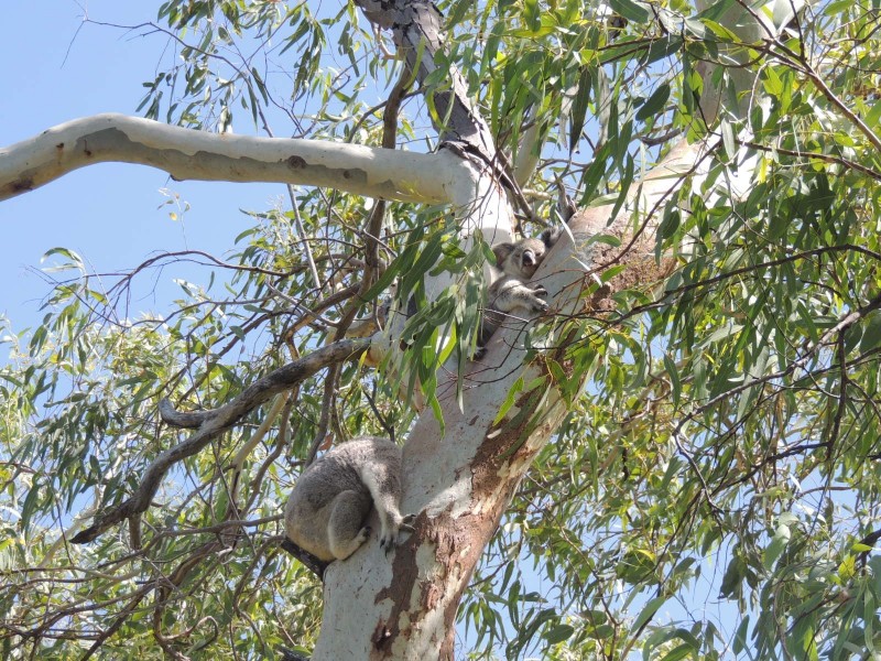 6 Pirie Street, Horseshoe Bay, Magnetic Island QLD 4819