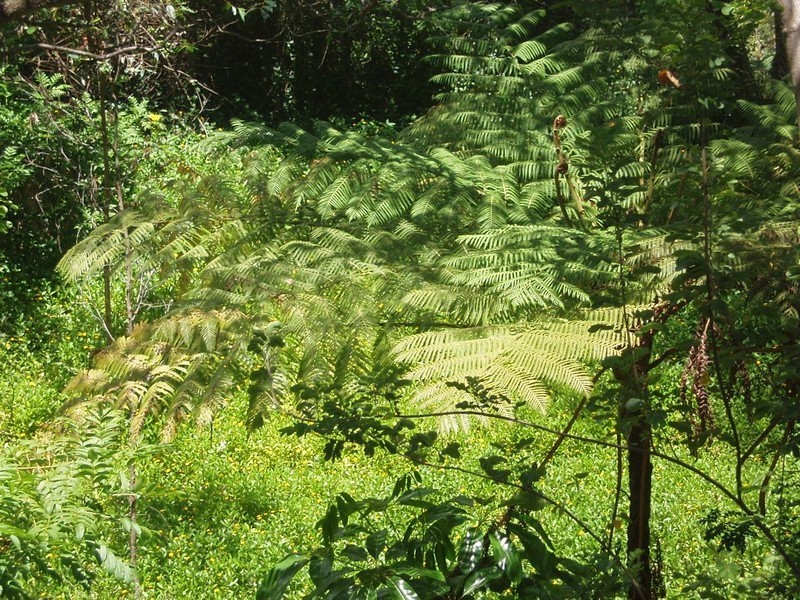 19 Tanjenong Place, Burleigh Heads QLD 4220