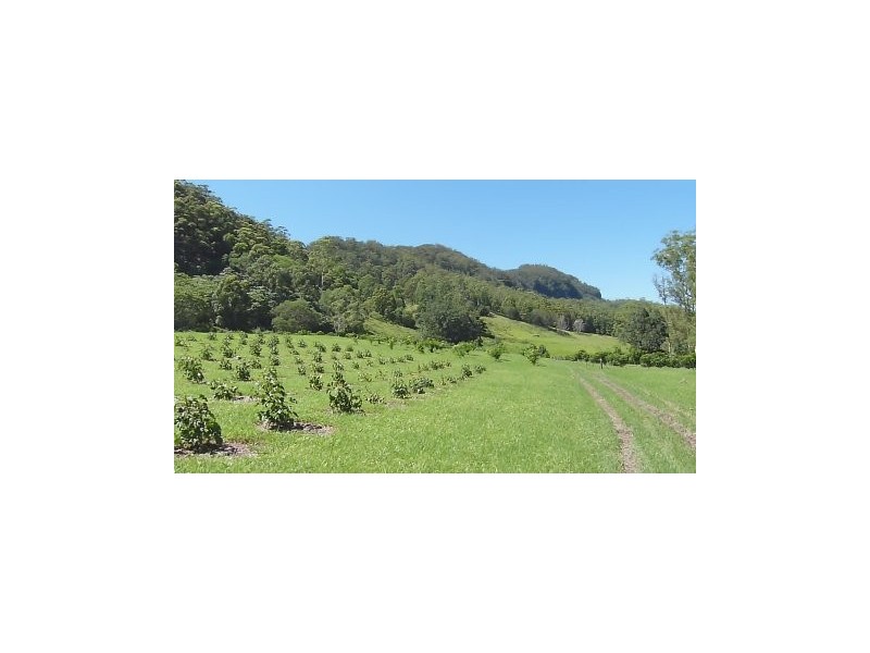 @ Ryans Road, Tallebudgera Valley QLD 4228