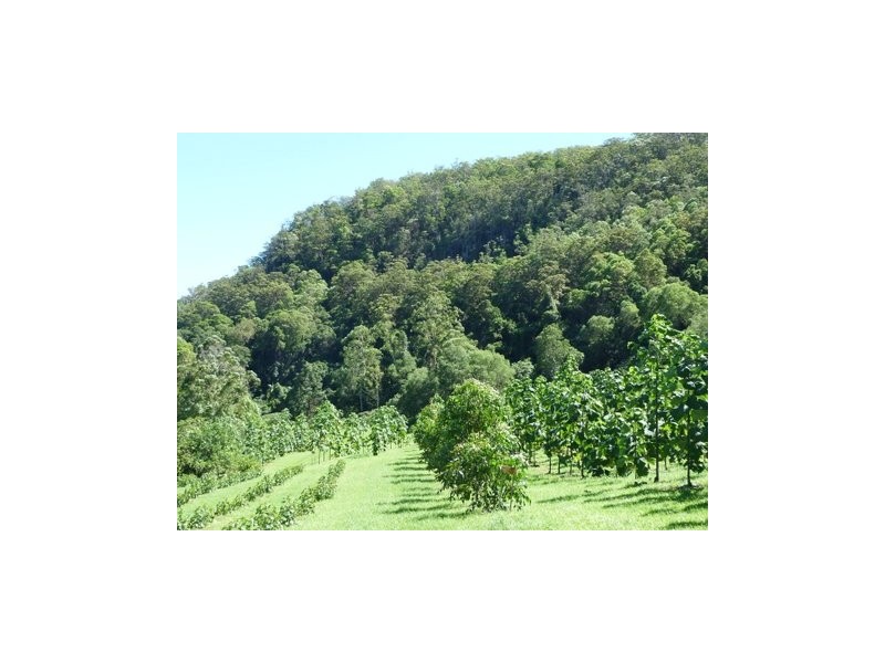 @ Ryans Road, Tallebudgera Valley QLD 4228