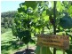 Tallebudgera Valley QLD 4228