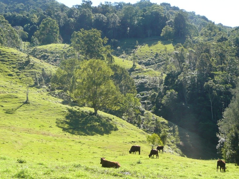 1484 Currumbin Creek Road, Currumbin Valley QLD 4223