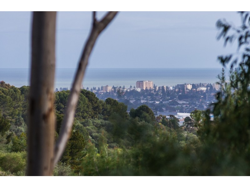 16 Salvador Street, Flagstaff Hill SA 5159