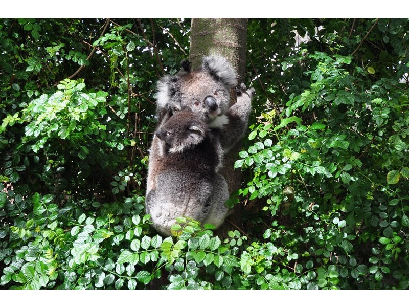 14 Gorelon Drive, Flagstaff Hill SA 5159