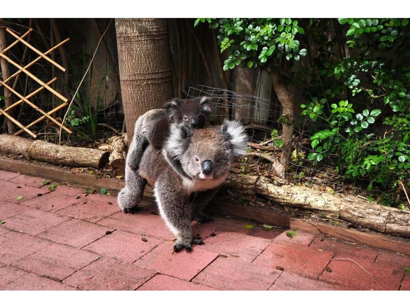 14 Gorelon Drive, Flagstaff Hill SA 5159