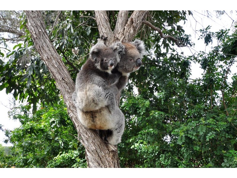 14 Gorelon Drive, Flagstaff Hill SA 5159