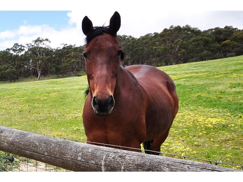 97 Cherry Gardens Road, Cherry Gardens SA 5157